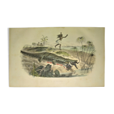 Original zoological plate of 1839 " the crocodile "