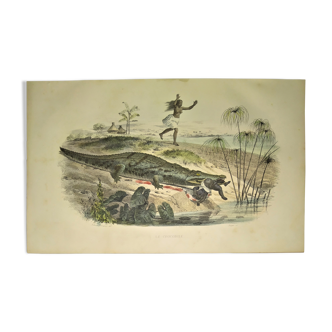 Original zoological plate of 1839 " the crocodile "