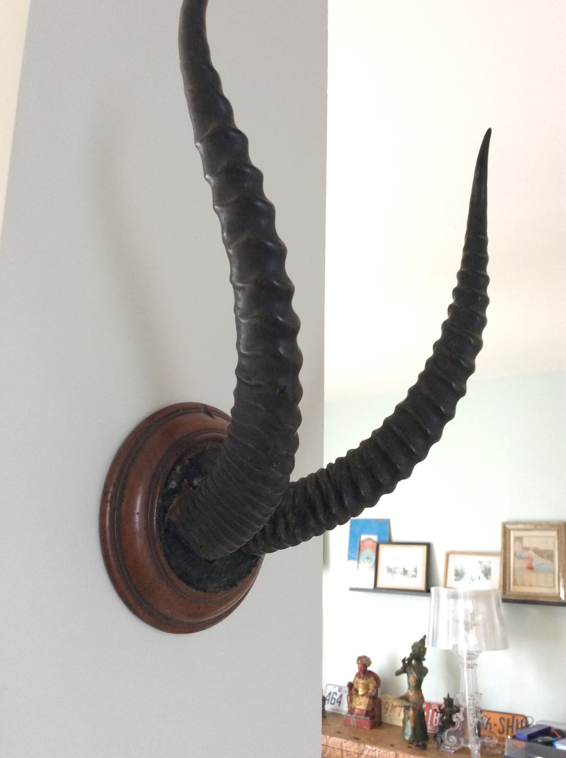 Trophy antelope horns
