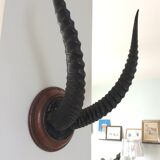 Trophy antelope horns