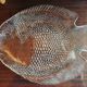 VINTAGE 70/80 FISH SERVICE - 7 PIECES IN MOULDED GLASS BY ARCOROC FR