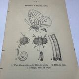 Botanical engraving butterflies double-sided naturalist plate Etching