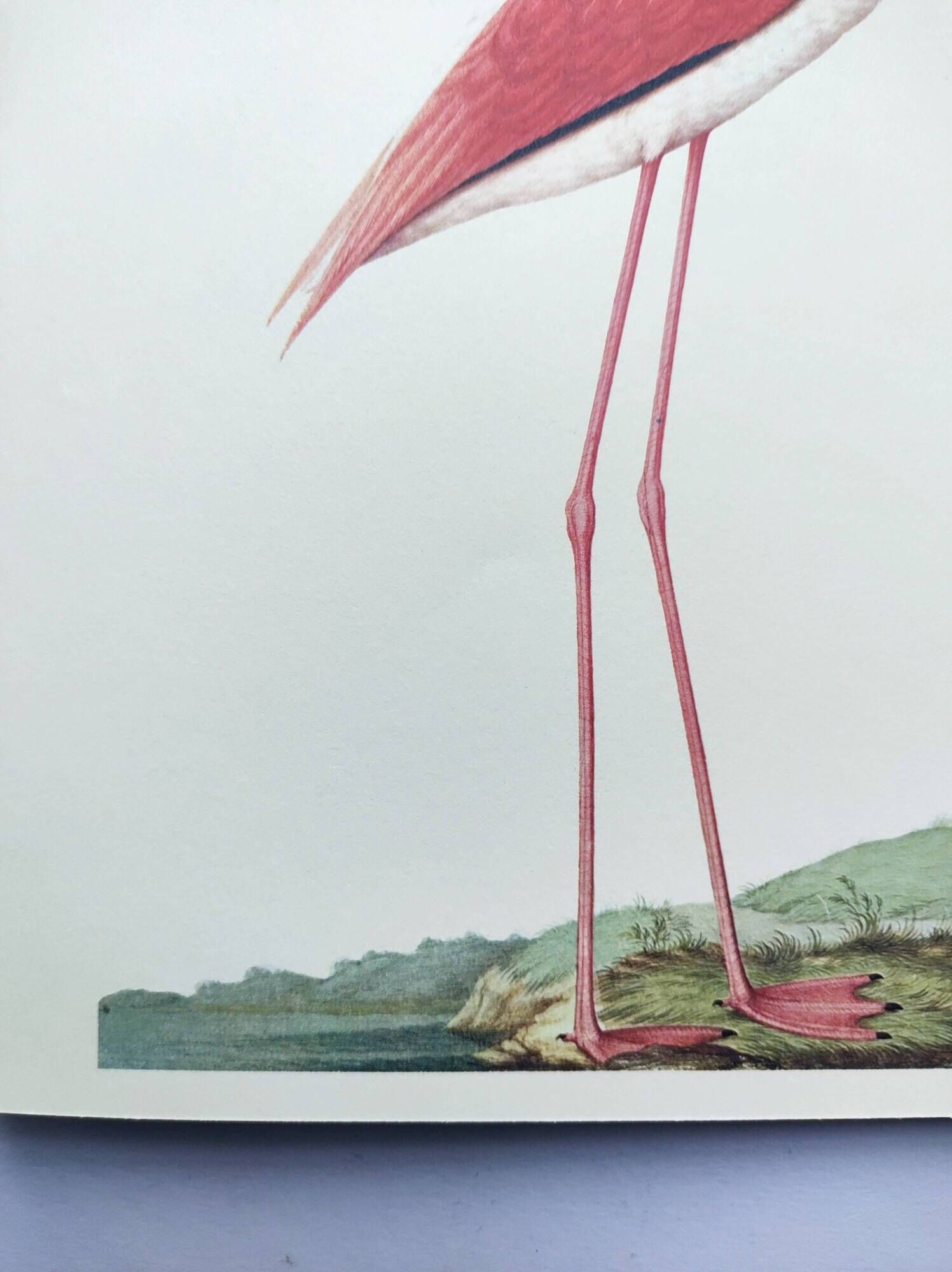 Old board - Pink flamingo - Vintage zoological and ornithological illustration - Bird