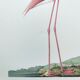 Old board - Pink flamingo - Vintage zoological and ornithological illustration - Bird