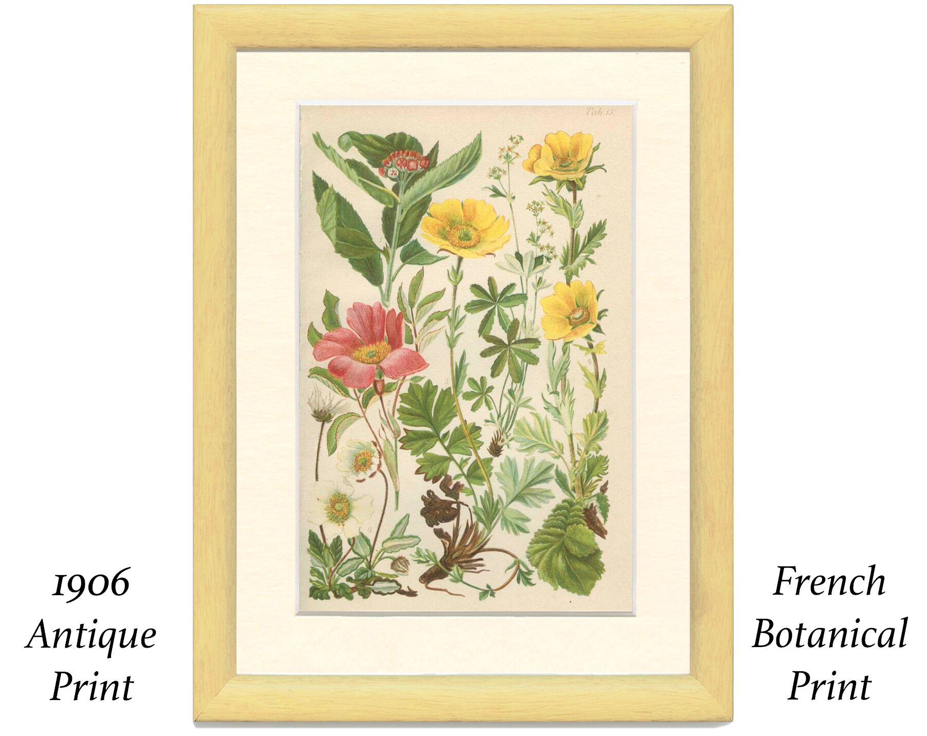 Botanical plate 1906: Sorbus, rosa alpina, geum, alchimilla, mountain benedict