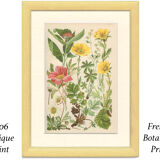 Botanical plate 1906: Sorbus, rosa alpina, geum, alchimilla, mountain benedict