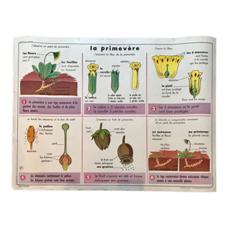 Educational poster biology "the bird and its nest" and "the primrose" 50s