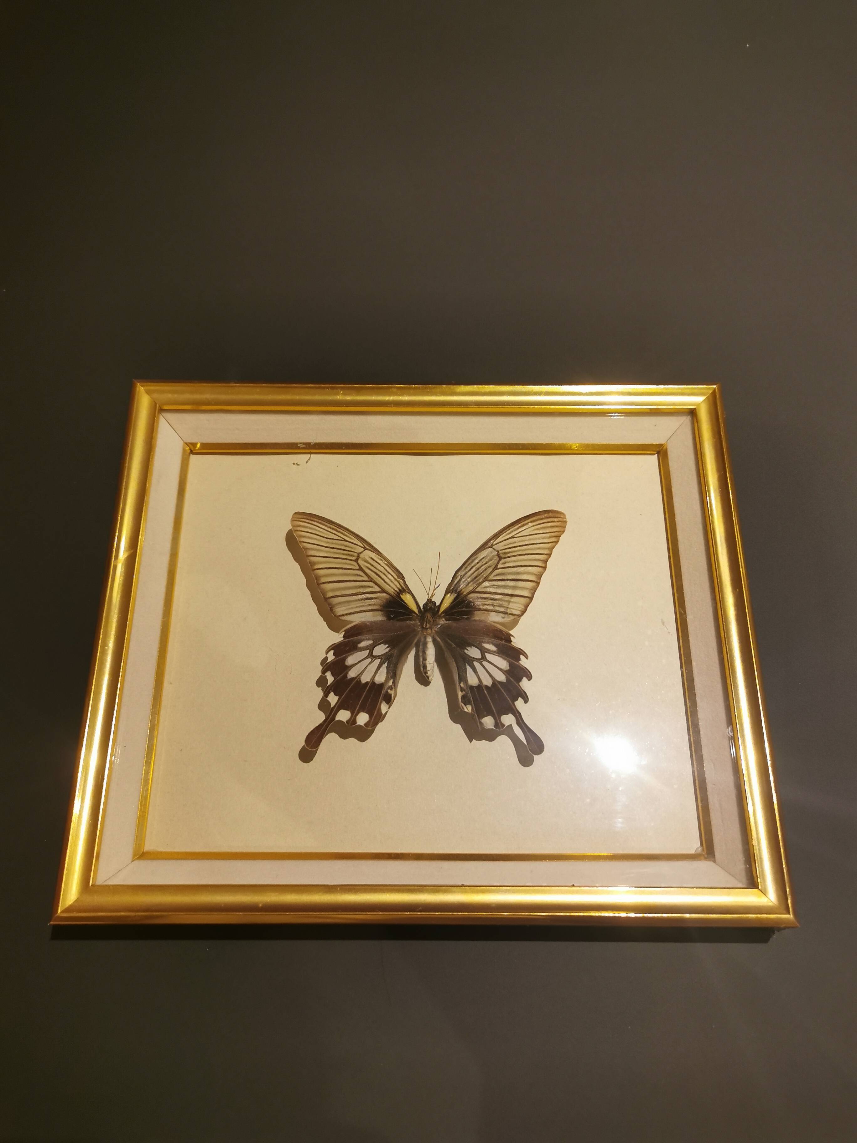 Cadre doré papillon naturalisé