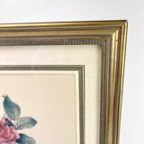 Lithograph of botanical plate by PJ Redouté Rosier du pont