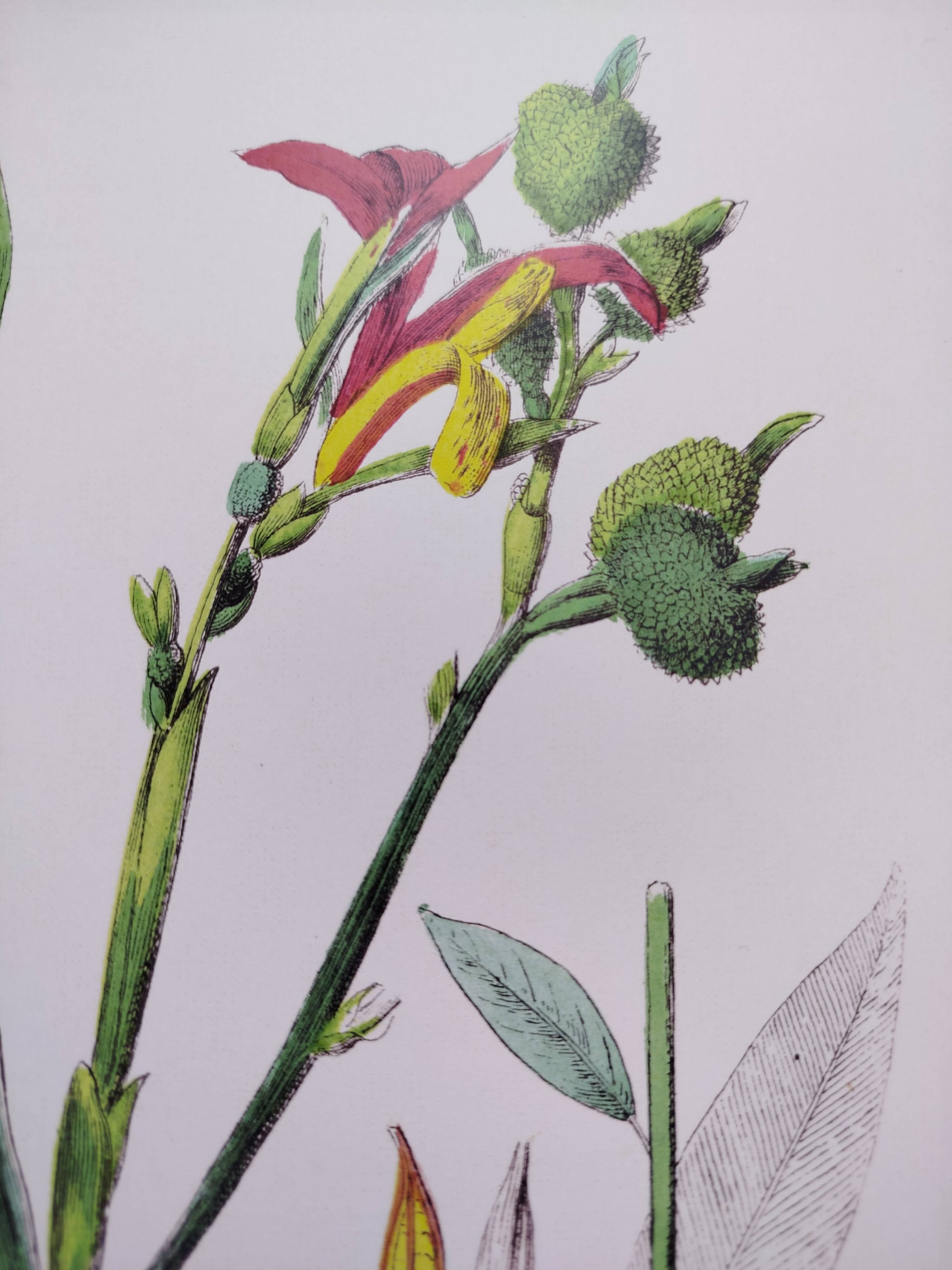 Poster on plants, based on an engraving from 1881 "ginger"