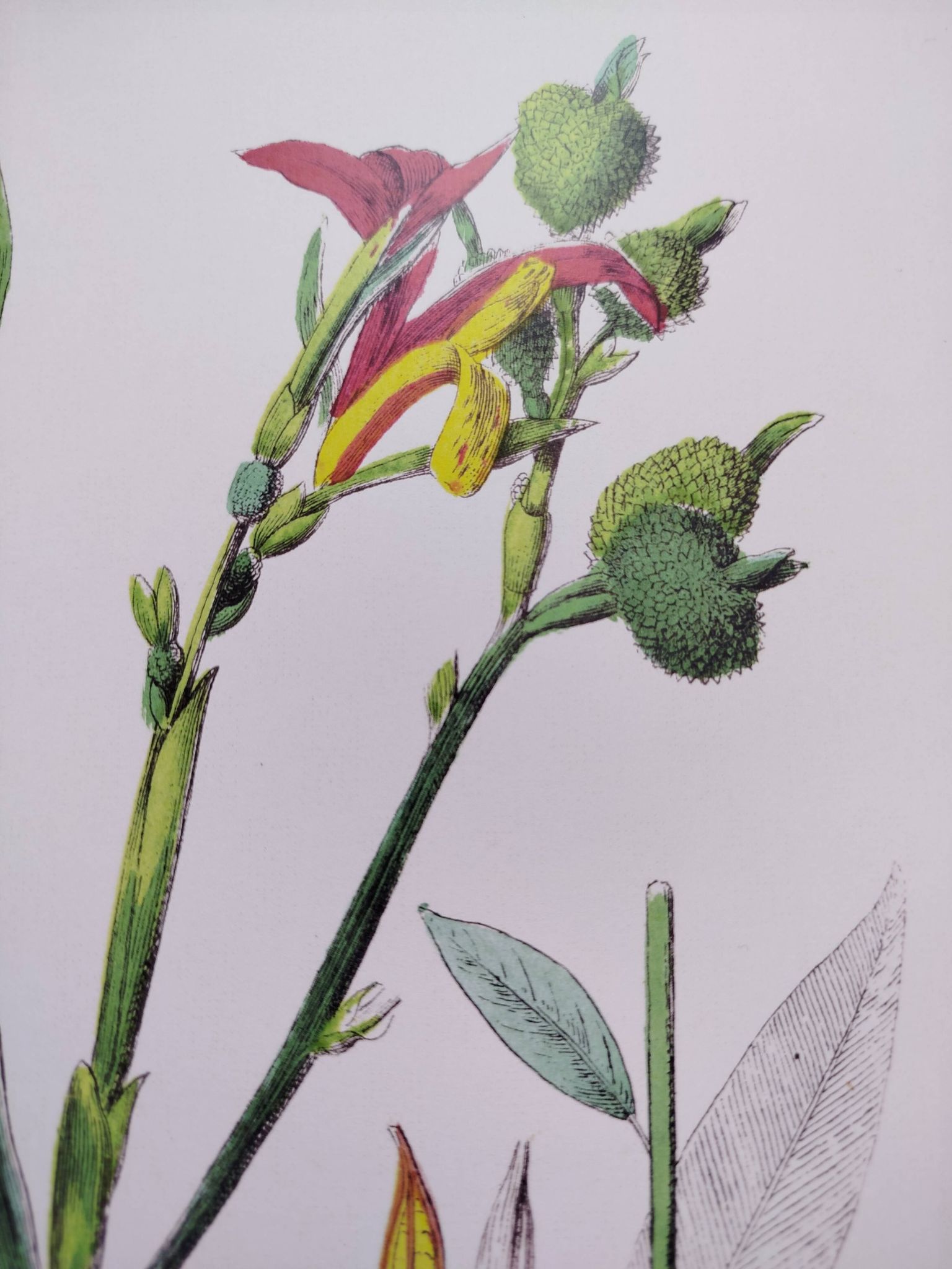 Poster on plants, based on an engraving from 1881 "ginger"