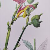 Poster on plants, based on an engraving from 1881 "ginger"