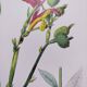 Affiche sur les plantes, d'après une gravure de 1881 "gingembre"