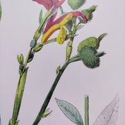Poster on plants, based on an engraving from 1881 "ginger"