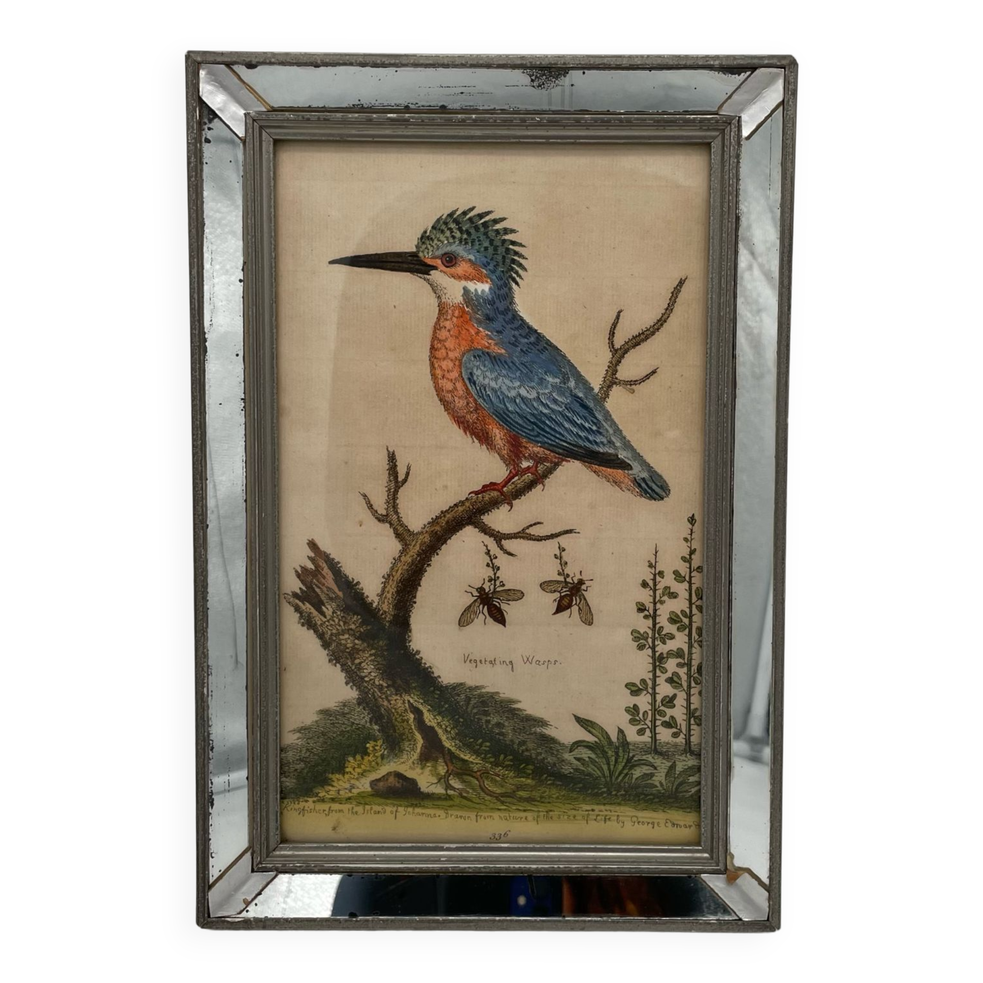 Antique engraving of bird naturalist, by Georges Edwards.