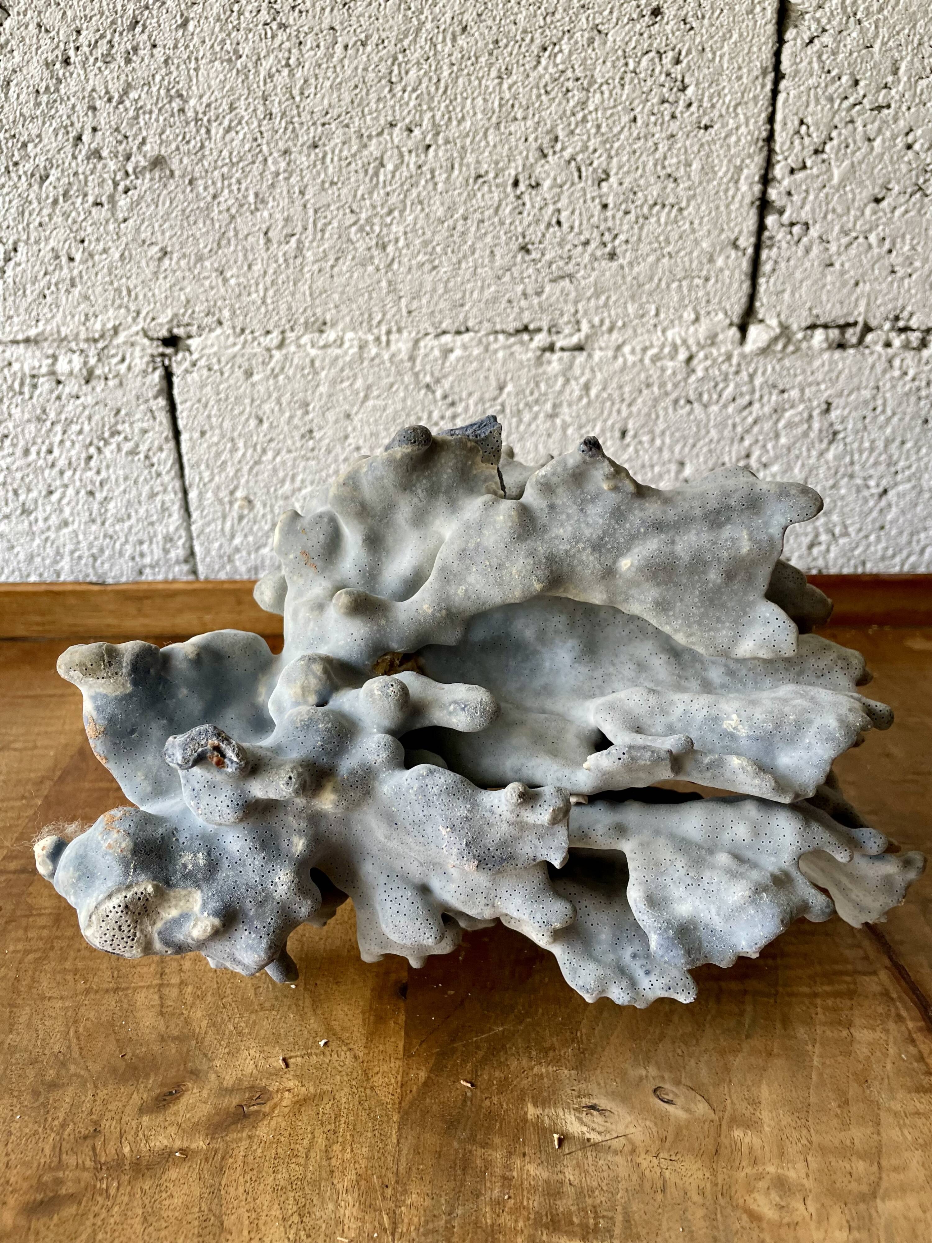 Blue coral