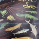 XL vintage linen school chart – ‘Relations of the animal kingdom’