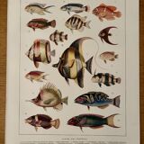 Old illustrated plate on coral reef fish - 1920