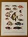 Ancienne planche illustrée sur les poissons des récifs coraux - 1920