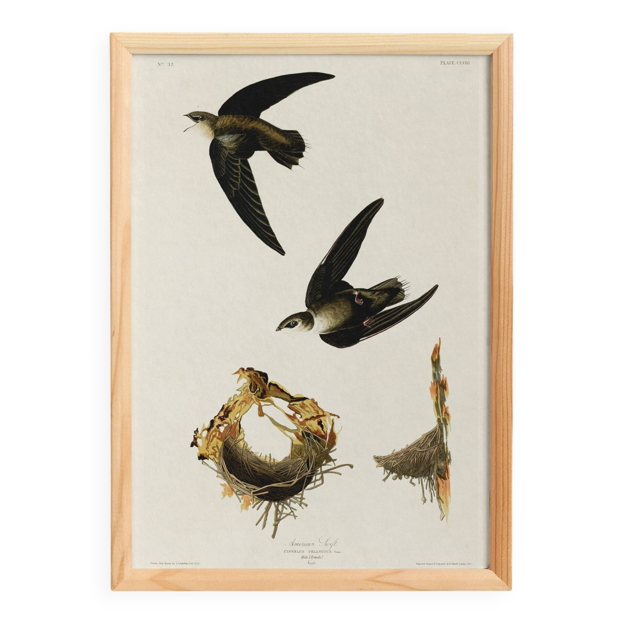 Poster about “the American Swift”, based on an old engraving from 1827.