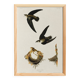 Poster about “the American Swift”, based on an old engraving from 1827.
