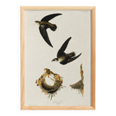 Poster about “the American Swift”, based on an old engraving from 1827.