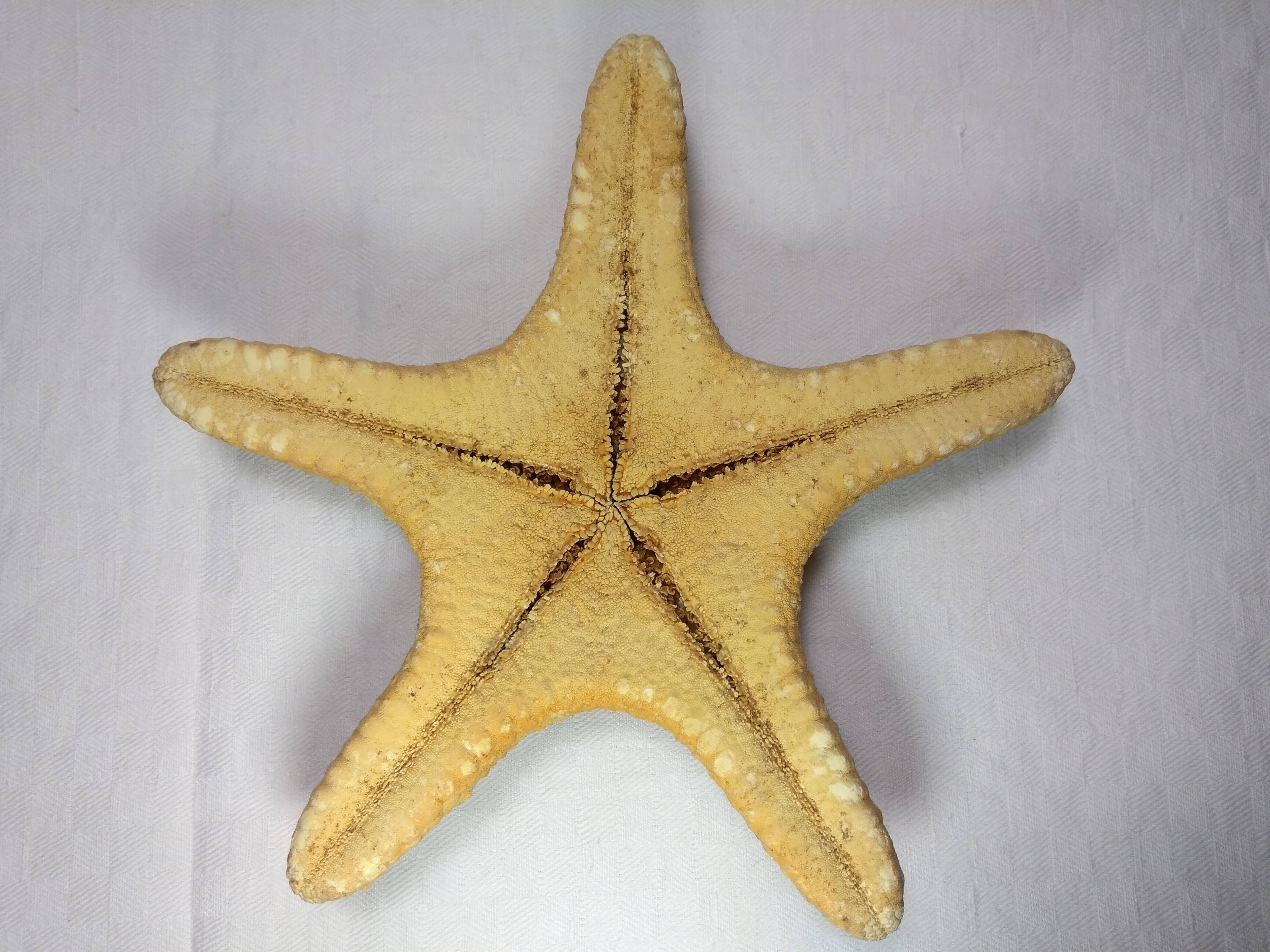 Ancient natural sea star