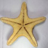 Ancient natural sea star