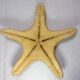 Ancient natural sea star