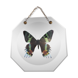 Naturalized butterfly under Napoleon globe III