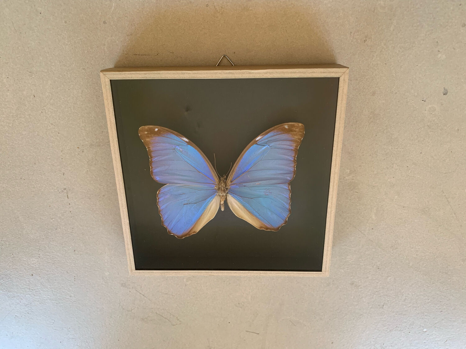 Butterfly naturalized iridescent under glass 16x16cm