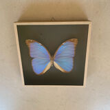 Butterfly naturalized iridescent under glass 16x16cm
