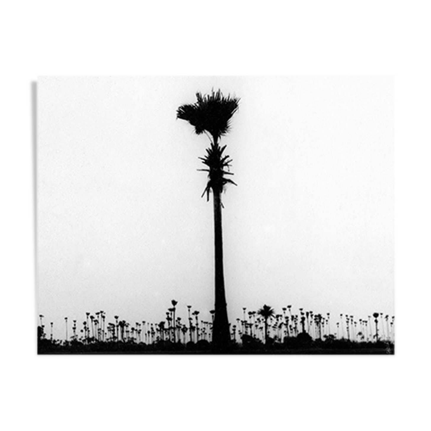Palm tree, Bombay 70s