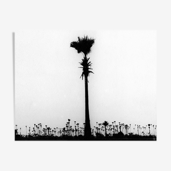 Palm tree, Bombay 70s