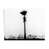 Palm tree, Bombay 70s