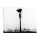Palm tree, Bombay 70s