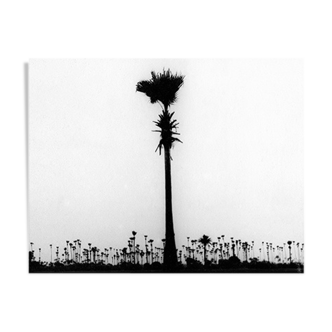 Palm tree, Bombay 70s