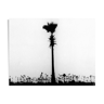 Palm tree, Bombay 70s