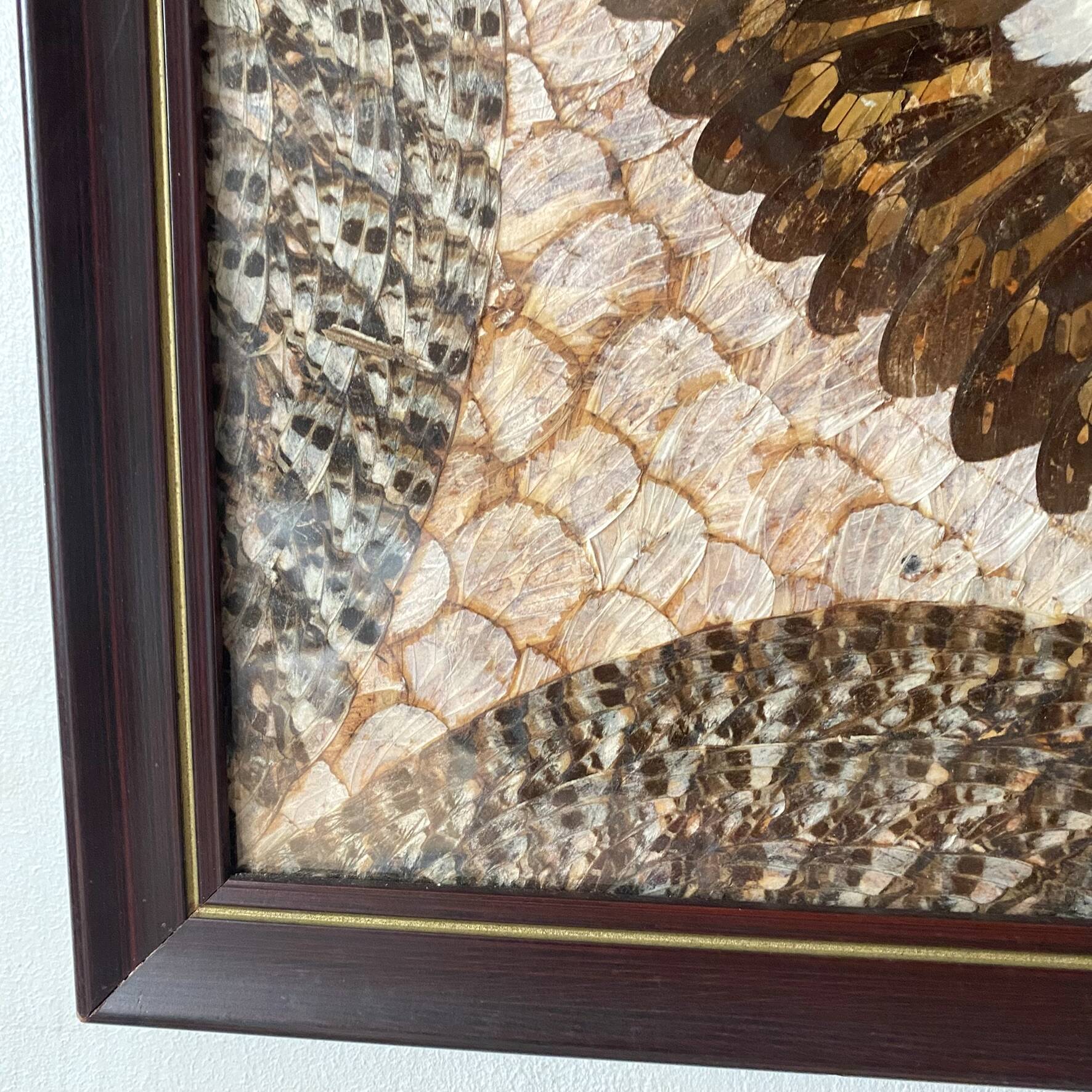 Vintage frame butterfly wings mosaic