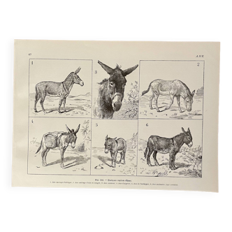 Lithograph on donkeys - 1920