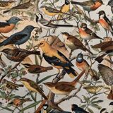 Planche illustrée sur les oiseaux utiles (pipit) - 1910