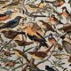 Planche illustrée sur les oiseaux utiles (pipit) - 1910
