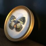 Butterfly in bulging round frame