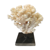 Corail