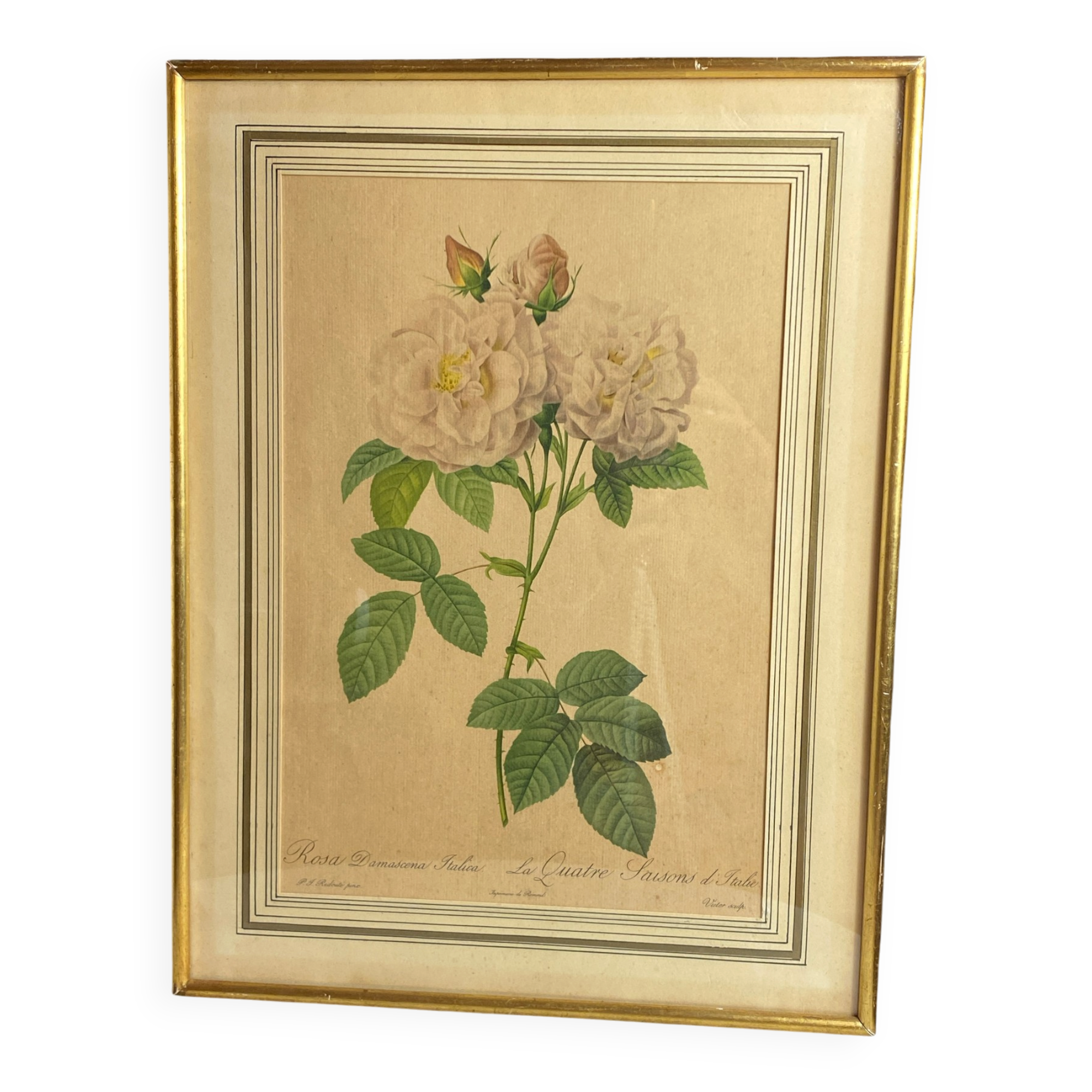 Botanical print, Rosa Damascena, by P-J Redouté