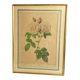 Botanical print, Rosa Damascena, by P-J Redouté