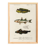 Poster about marine fish (mullet, goby and blenny)