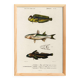Poster about marine fish (mullet, goby and blenny)