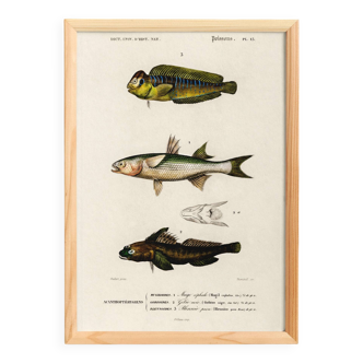 Poster about marine fish (mullet, goby and blenny)