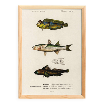 Affiche sur les poissons marins (mulet, gobie et blennie)